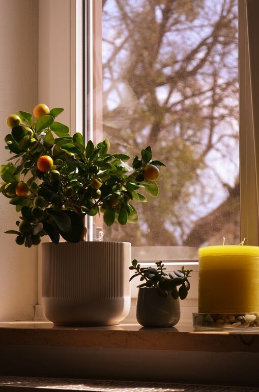How to Refresh Your Home with Plants for a Lively, Cozy Space